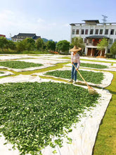 Load image into Gallery viewer, 2025 Xiaozhulin Shuixian Wuyi Rock Oolong 50g