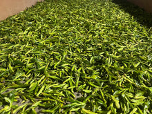 Load image into Gallery viewer, Spring 2023 Ancient & Wild YA BAO Tea Cake TianTang Shan National Forest, BAOSHAN