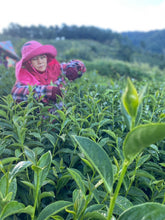 Load image into Gallery viewer, Wild Lishan High Mountain Oolong Tea 野放梨山高山茶 Winter 2023