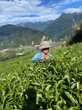 Load image into Gallery viewer, Wild Lishan High Mountain Oolong Tea 野放梨山高山茶 Winter 2023