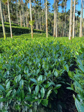 Load image into Gallery viewer, Alishan High Mountain Oolong Tea 阿里山高山茶 Spring 2025