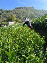 Load image into Gallery viewer, Alishan High Mountain Oolong Tea 阿里山高山茶 Spring 2025