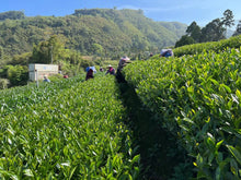 Load image into Gallery viewer, Alishan High Mountain Oolong Tea 阿里山高山茶 Spring 2025