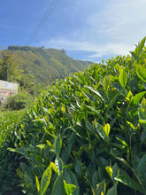 Load image into Gallery viewer, Alishan High Mountain Oolong Tea 阿里山高山茶 Spring 2025
