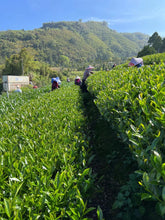 Load image into Gallery viewer, Alishan High Mountain Oolong Tea 阿里山高山茶 Spring 2025
