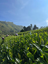Load image into Gallery viewer, Alishan High Mountain Oolong Tea 阿里山高山茶 Spring 2025