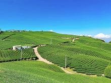 Load image into Gallery viewer, ShanLinXi High Mountain Oolong Tea, 杉林溪高山茶, Spring 2023
