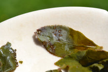 Load image into Gallery viewer, ShanLinXi High Mountain Oolong Tea, 杉林溪高山茶 Winter 2020