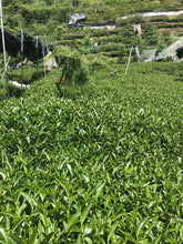 Load image into Gallery viewer, 100K DaYuLing High Mountain Oolong Tea, 100K 大禹岭高山茶, Spring 2019