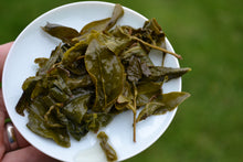 Load image into Gallery viewer, Alishan High Mountain Jade Oolong Tea, 阿里山高山茶, Winter 2020