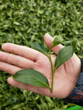 Load image into Gallery viewer, YuanFeng High Mountain Oolong Tea, 鸢峰高山茶, Spring 2021