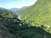 Load image into Gallery viewer, YuanFeng High Mountain Oolong Tea, 鸢峰高山茶, Spring 2021