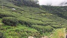 Load image into Gallery viewer, YuanFeng High Mountain Oolong Tea, 鸢峰高山茶, Spring 2021