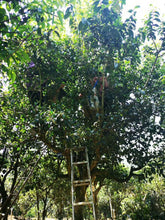 Load image into Gallery viewer, 2020 Spring Azure Spring TIANTANG SHAN BAOSHAN Ancient Transitional Tree Raw Pu'er Tea Cake