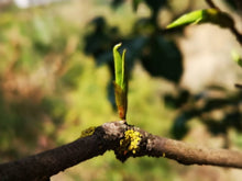 Load image into Gallery viewer, Spring 2023 Ancient & Wild YA BAO Tea Cake TianTang Shan National Forest, BAOSHAN