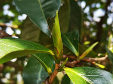 Load image into Gallery viewer, Spring 2023 Ancient & Wild YA BAO Tea Cake TianTang Shan National Forest, BAOSHAN