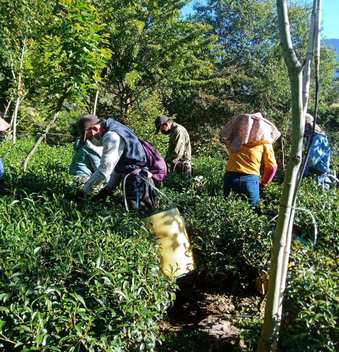 teatime – MudandLeaves