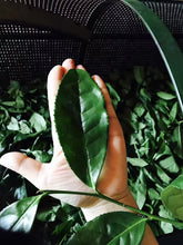 Load image into Gallery viewer, Wuyi Rock Oolong Sample Pack 40g
