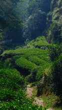 Load image into Gallery viewer, 2025 Xiaozhulin Rougui Wuyi Rock Oolong 50g
