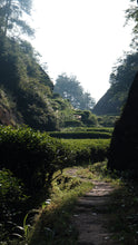 Load image into Gallery viewer, 2025 Xiaozhulin Rougui Wuyi Rock Oolong 50g
