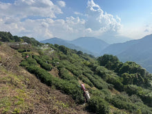 Load image into Gallery viewer, Taiwanese High Mountain Tea Sample Pack of 5 Varieties, 50g total
