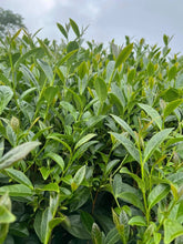 Load image into Gallery viewer, Taiwanese High Mountain Tea Sample Pack of 5 Varieties, 50g total
