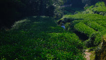Load image into Gallery viewer, 2025 Xiaozhulin Rougui Wuyi Rock Oolong 50g
