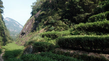 Load image into Gallery viewer, 2025 Xiaozhulin Rougui Wuyi Rock Oolong 50g
